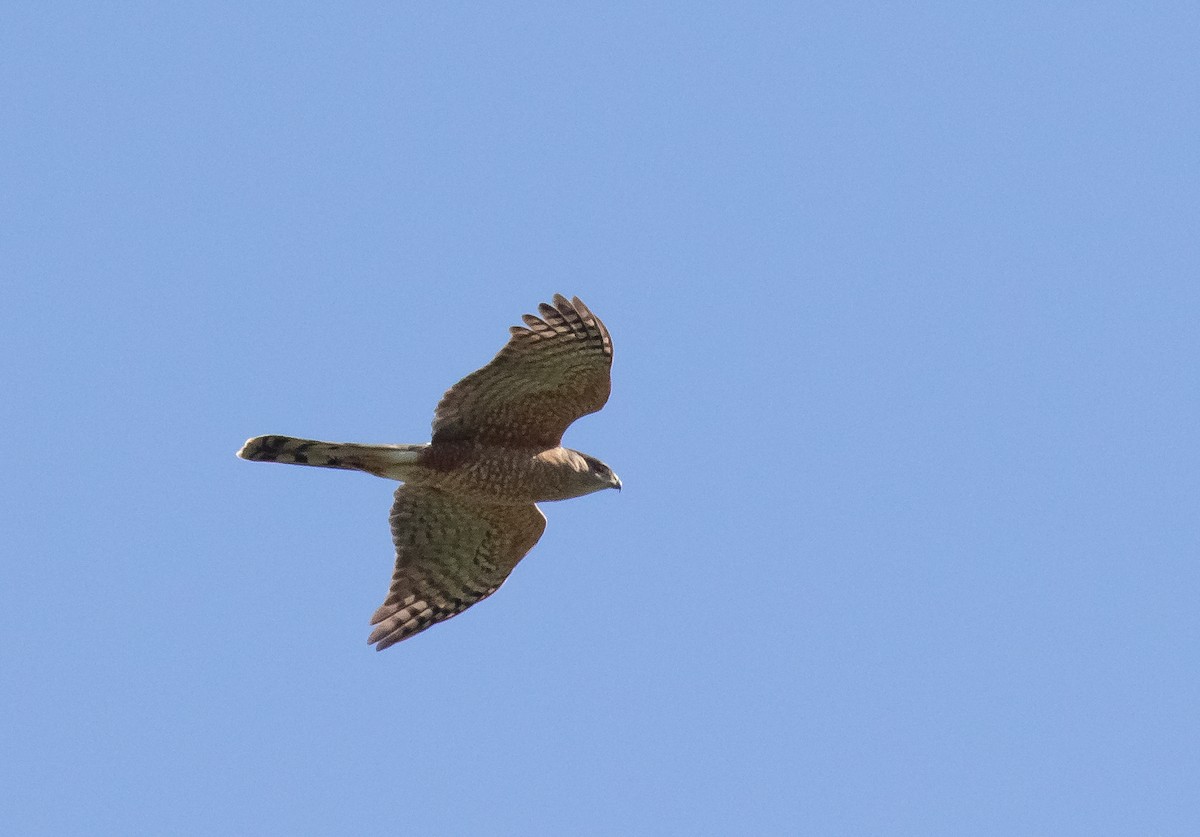 Cooper's Hawk - ML618699613