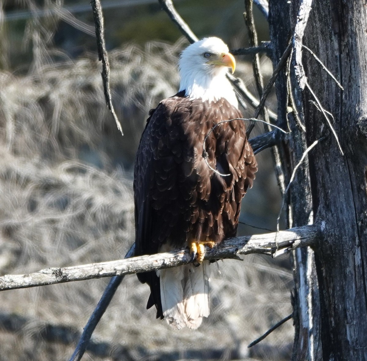 Bald Eagle - ML618699643