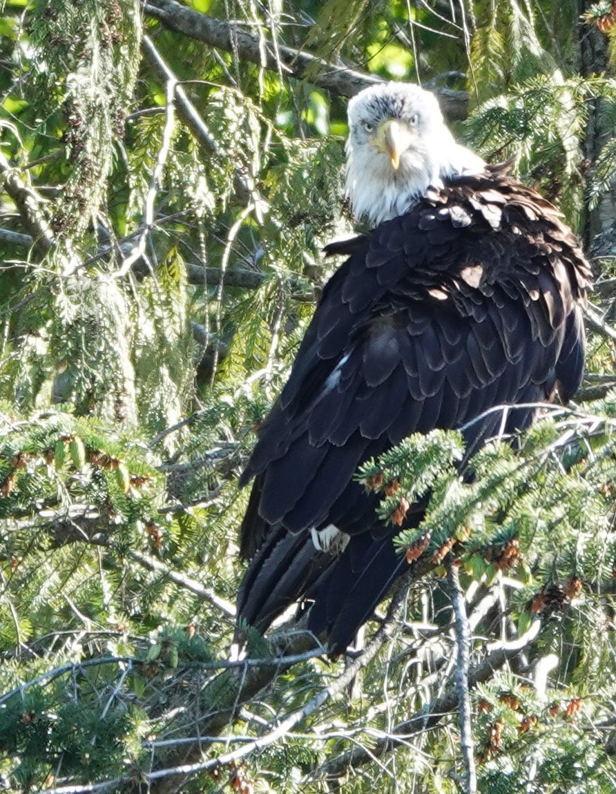 Bald Eagle - ML618699647