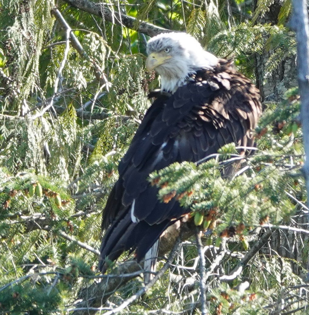 Weißkopf-Seeadler - ML618699648