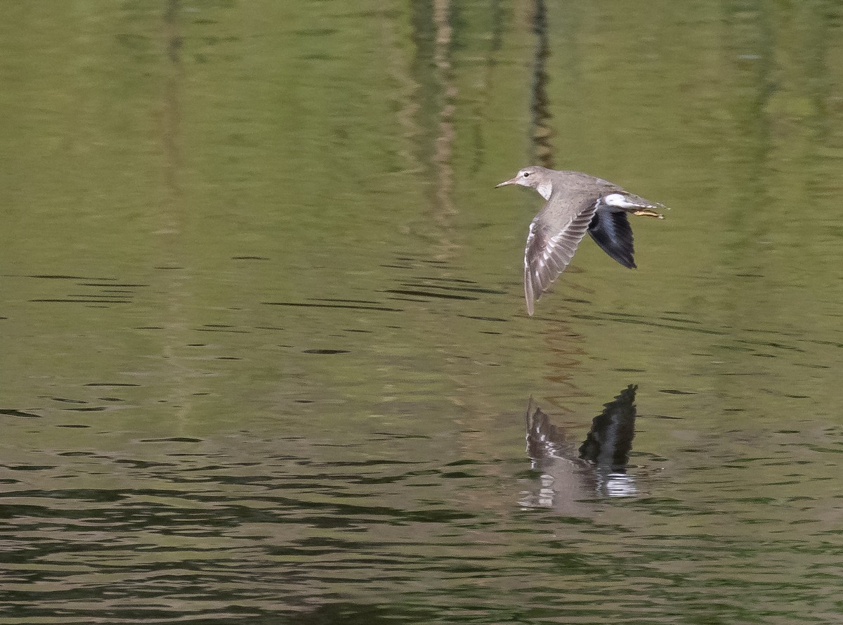 Spotted Sandpiper - ML618699651