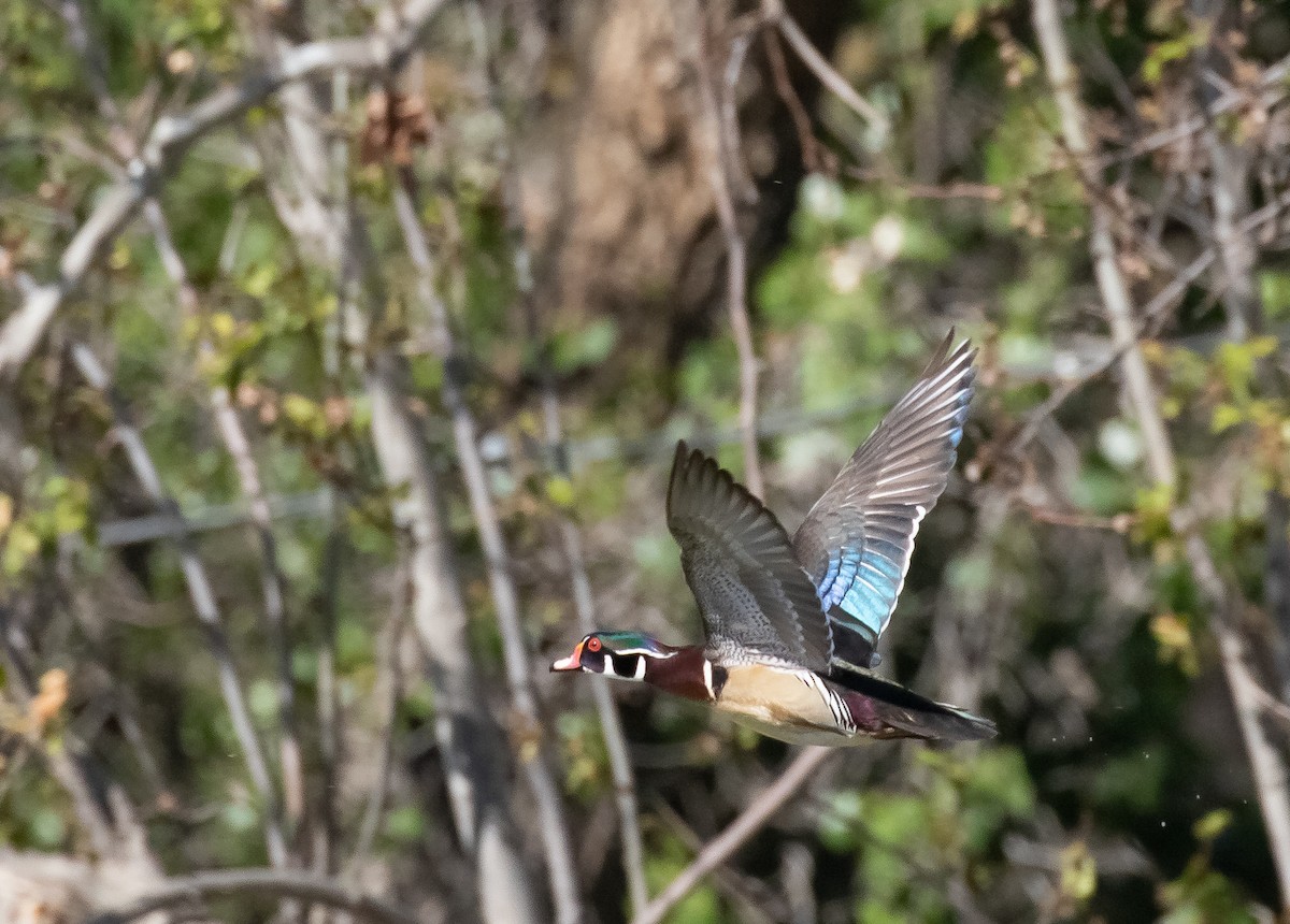 Wood Duck - ML618699657