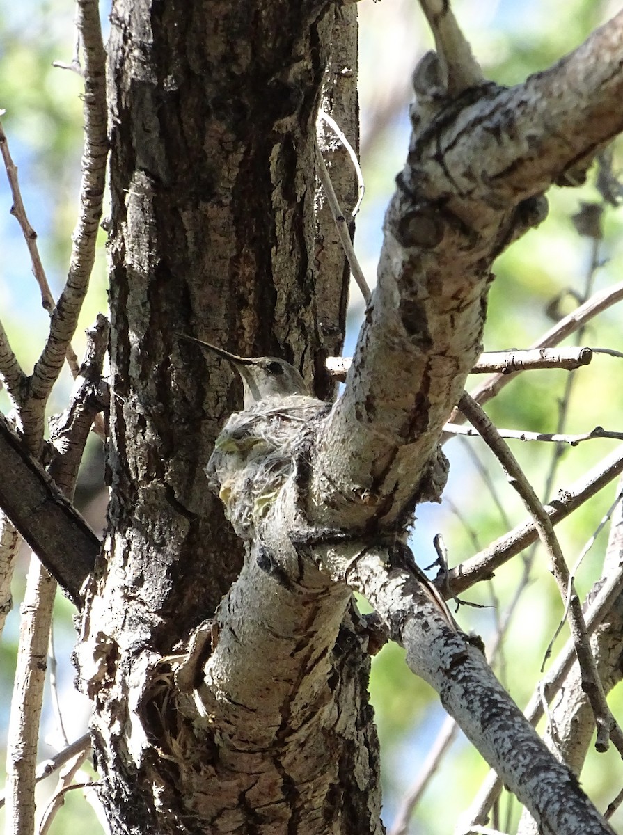 Black-chinned Hummingbird - Nancy Overholtz