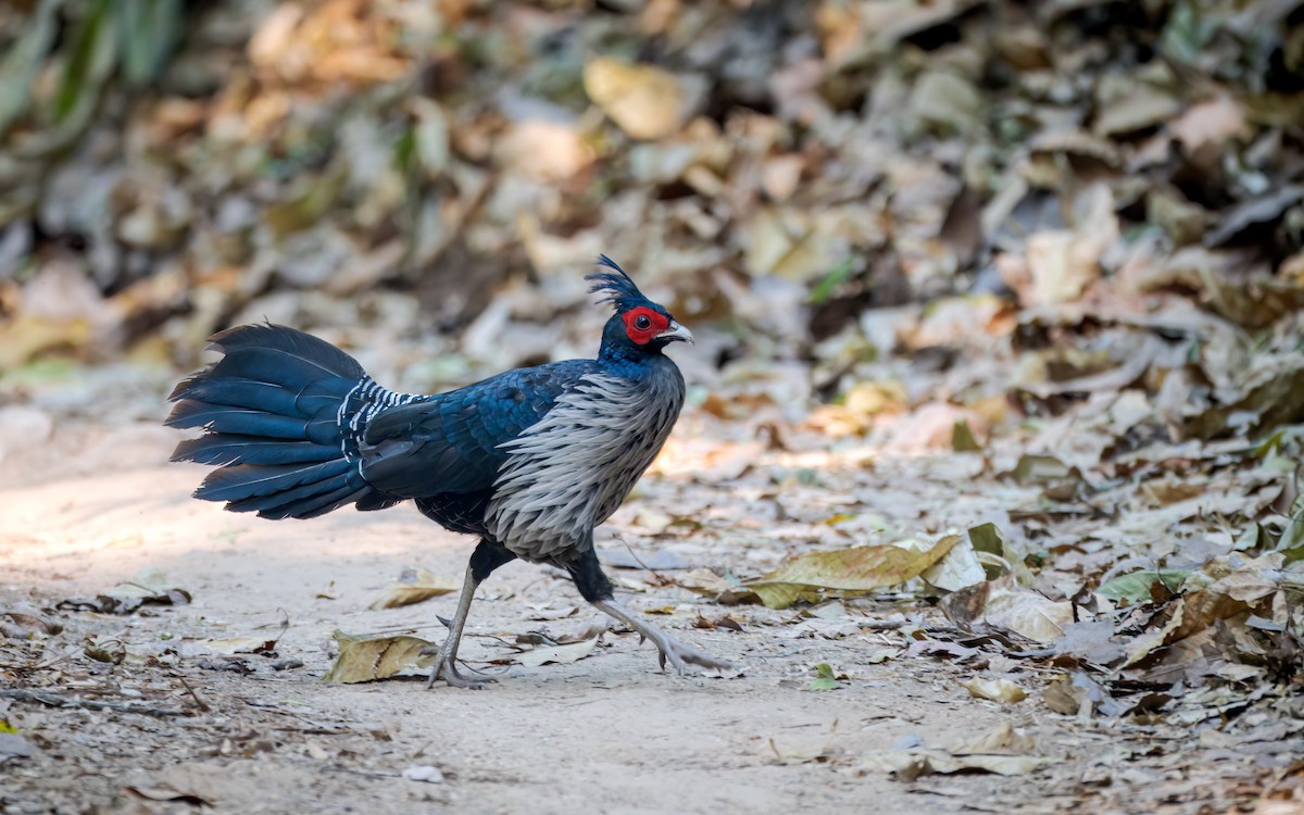 bažant tmavý - ML618699679