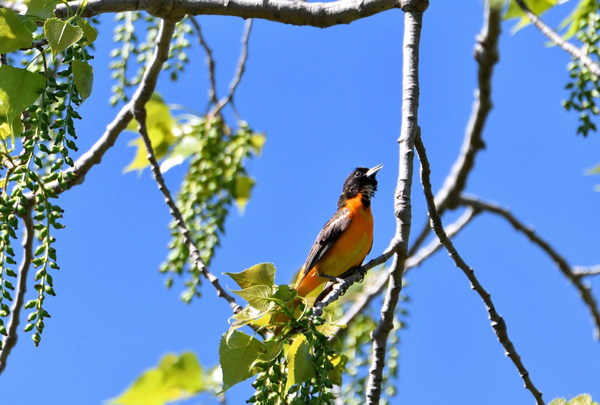 trupiál baltimorský - ML618699705