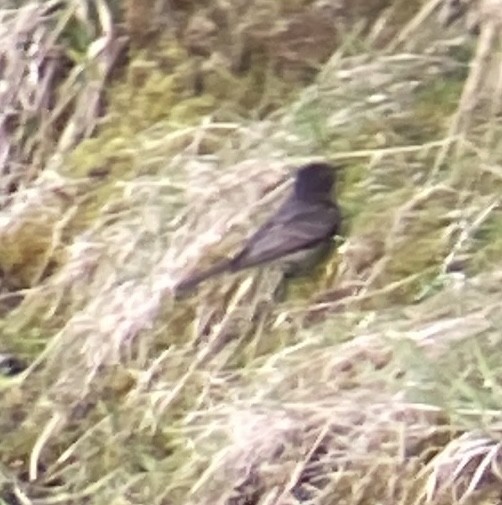 Black Phoebe - ML618699787