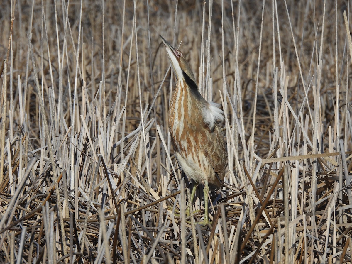 American Bittern - ML618699809