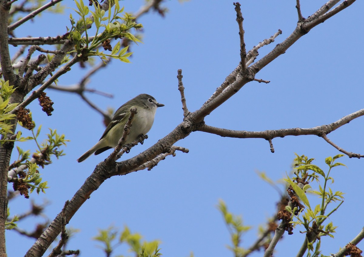Cassin's Vireo - Jared Peck
