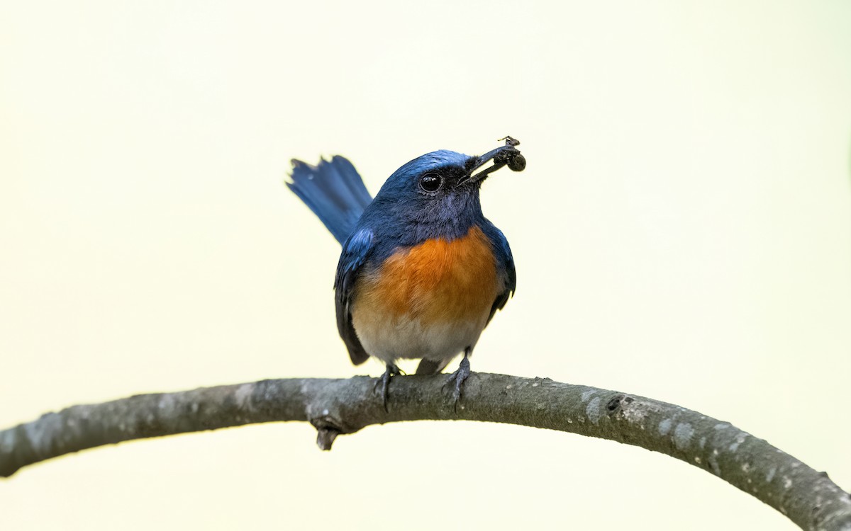 Blue-throated Flycatcher - ML618699816