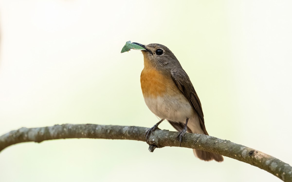 Blue-throated Flycatcher - ML618699820