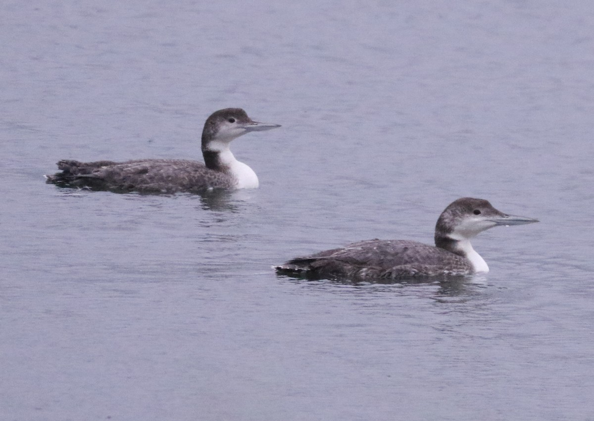 Common Loon - ML618699824