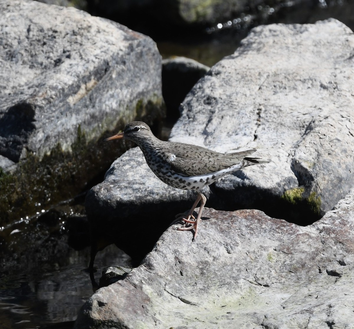 Spotted Sandpiper - ML618699865