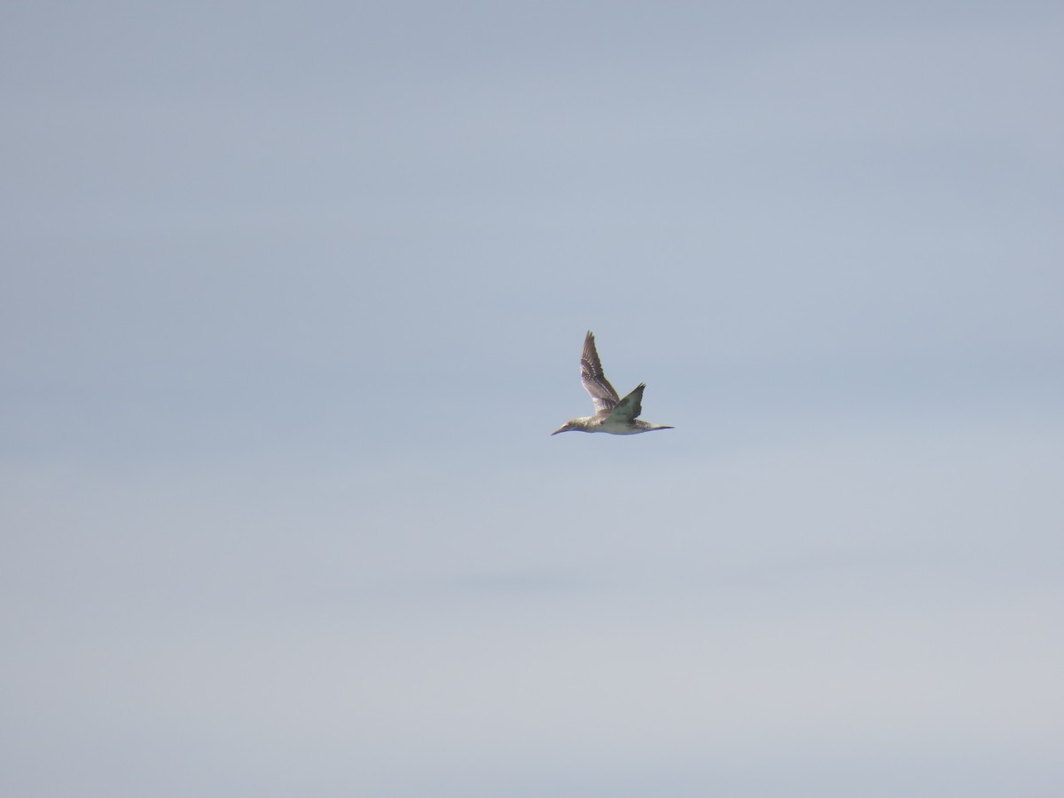 Australasian Gannet - ML618699867