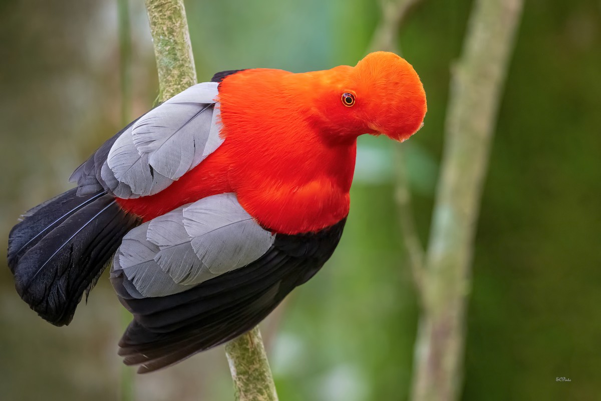 Andean Cock-of-the-rock - Shailesh Pinto