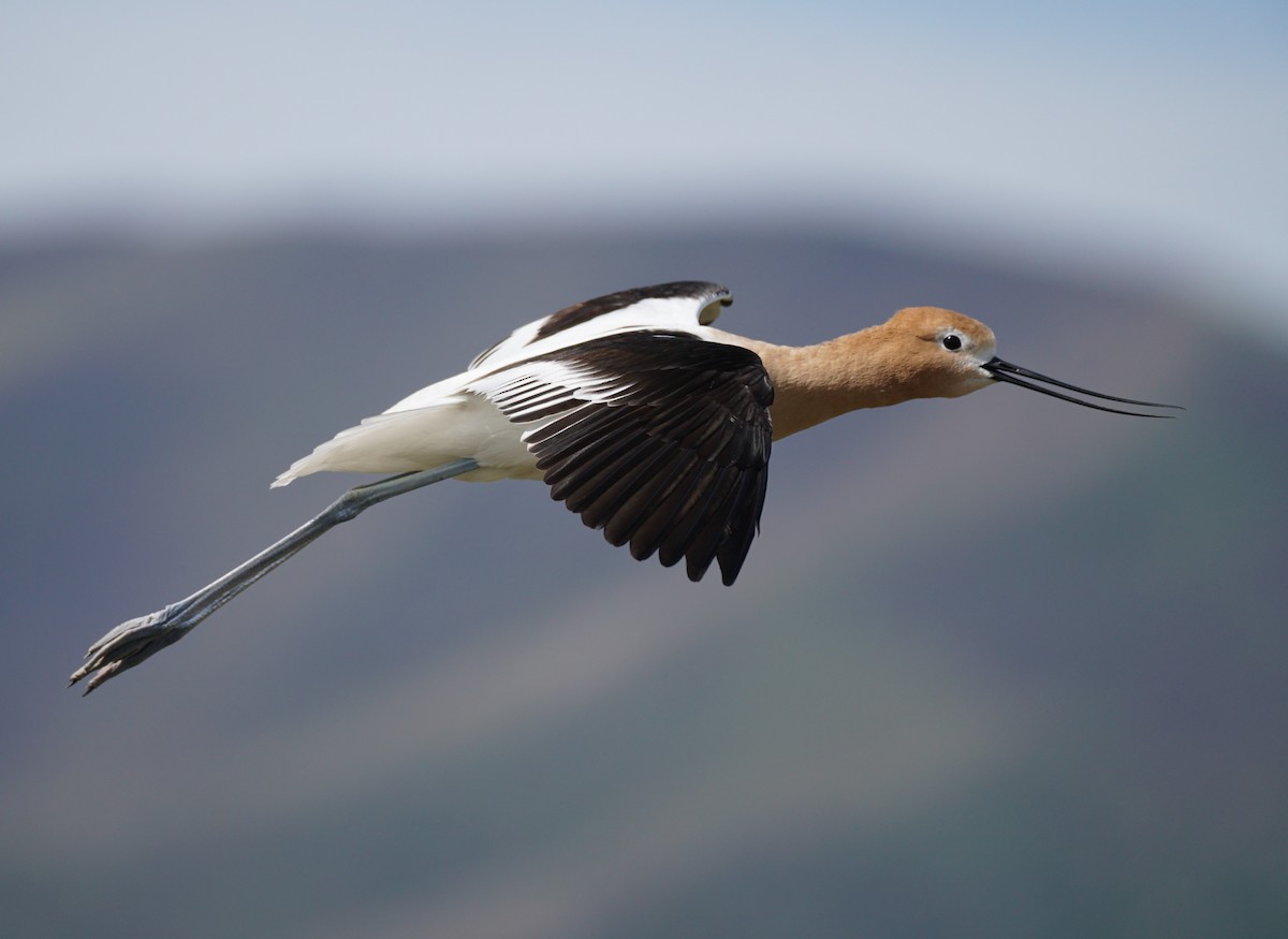 American Avocet - ML618699897