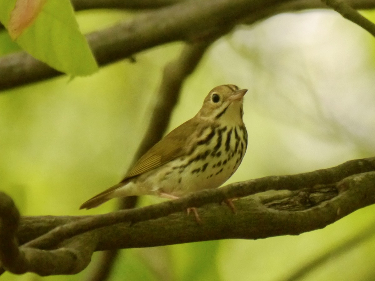 Ovenbird - ML618699905