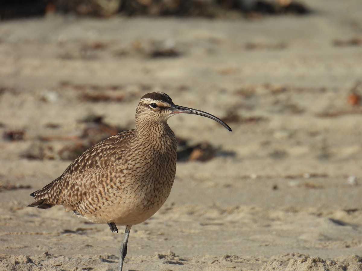 Whimbrel - ML618699911