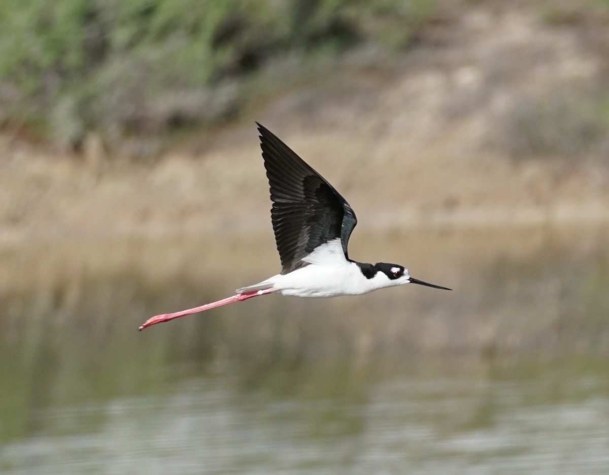 Black-necked Stilt - Andrew Kuntz