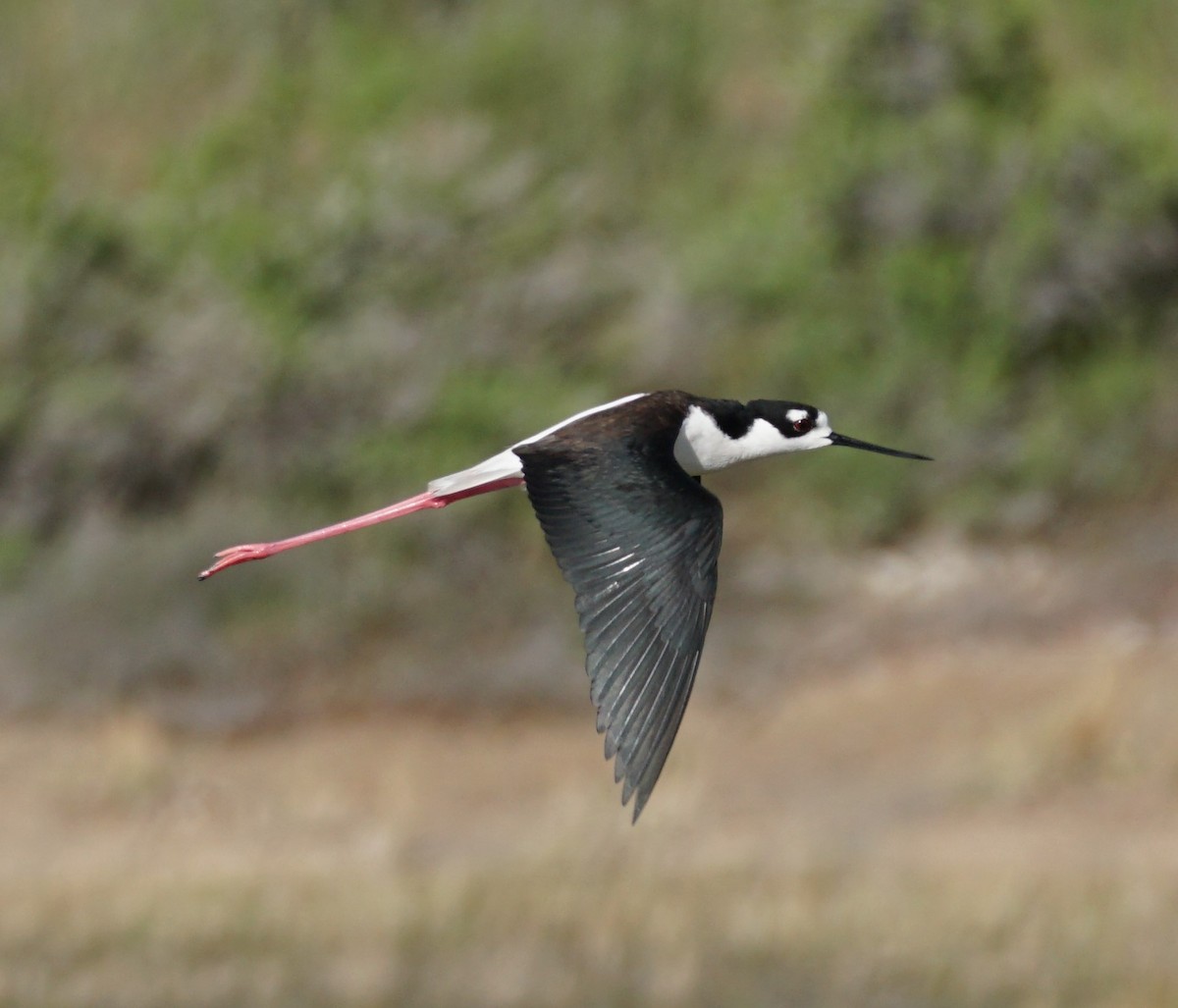 Black-necked Stilt - Andrew Kuntz