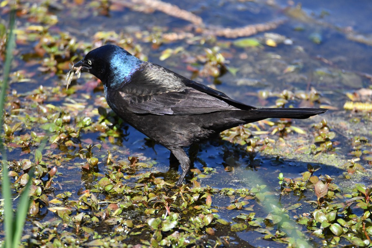 vlhovec lesklý - ML618699933