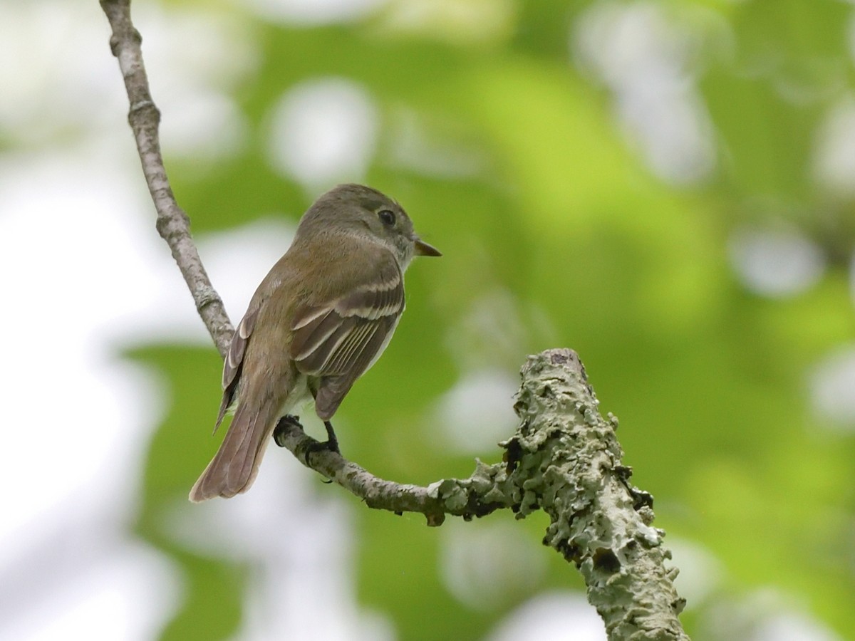 Least Flycatcher - ML618699935