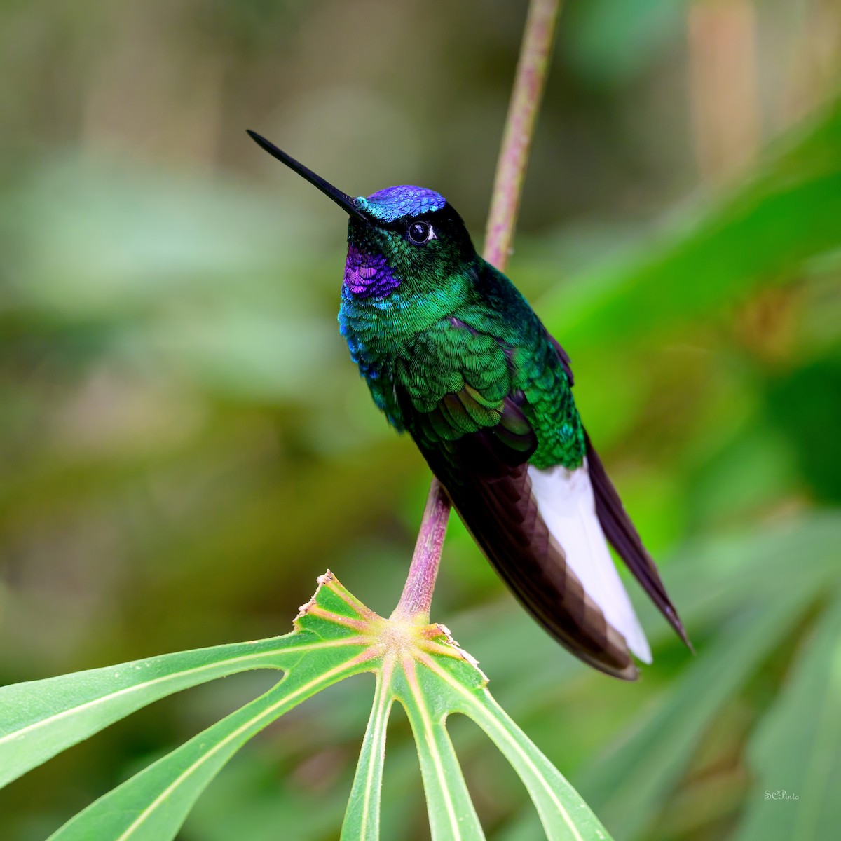 White-tailed Starfrontlet - Shailesh Pinto