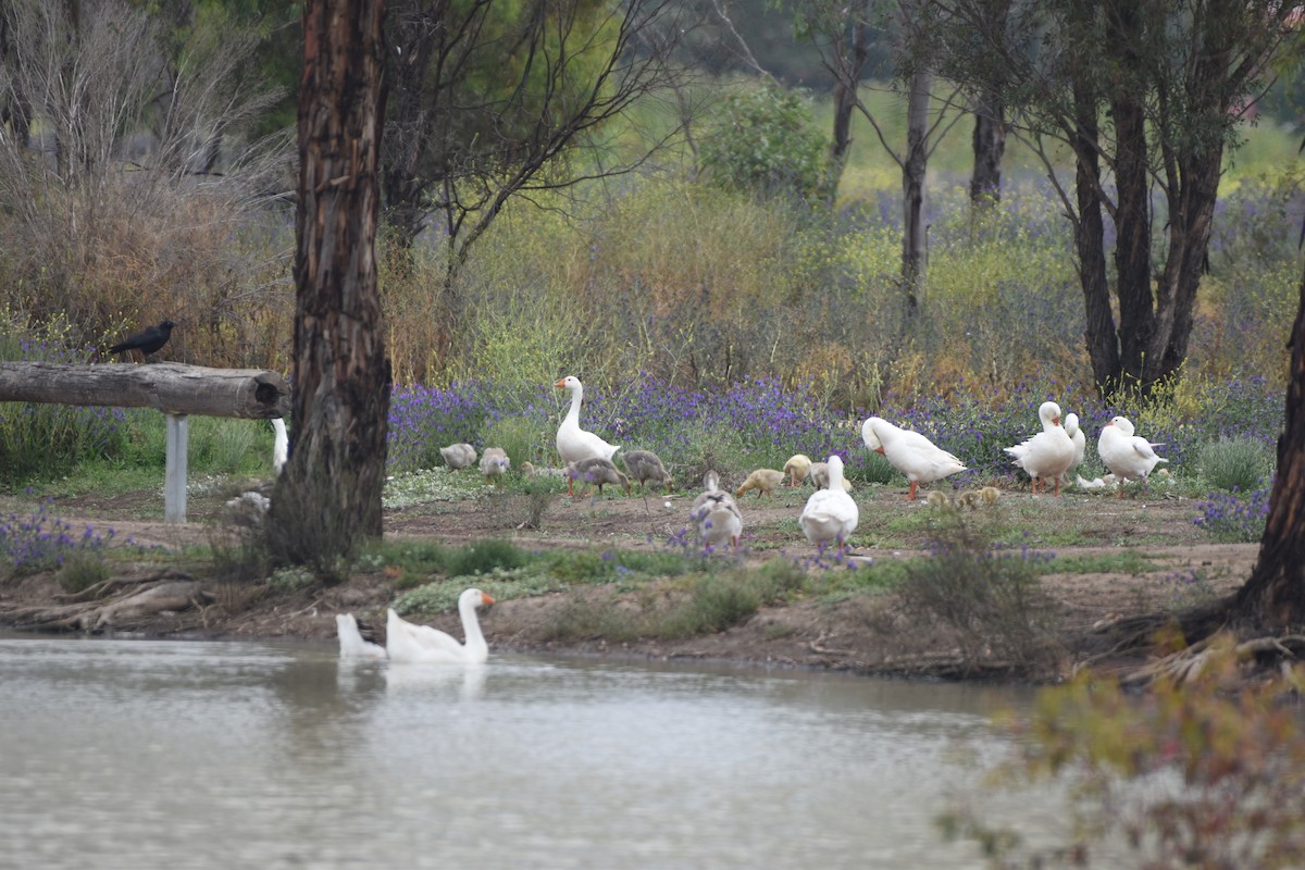 Domestic goose sp. (Domestic type) - ML618699943