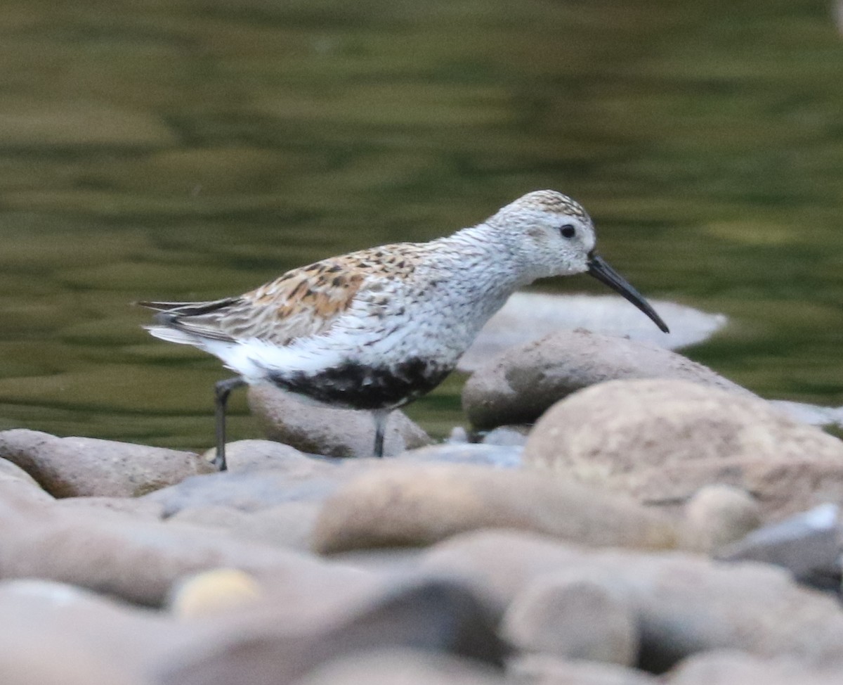 Dunlin - Bobby Brown