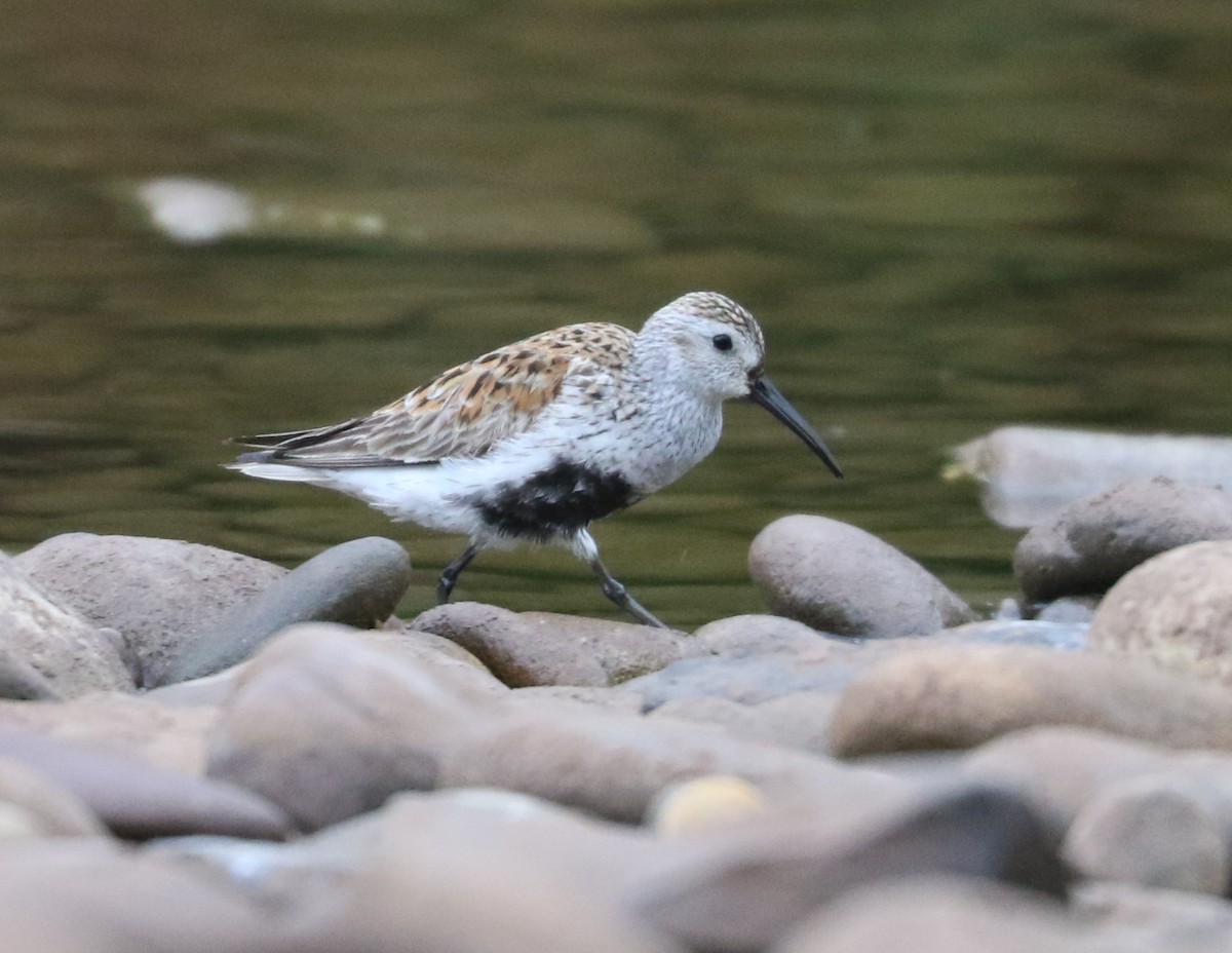 Dunlin - ML618699959