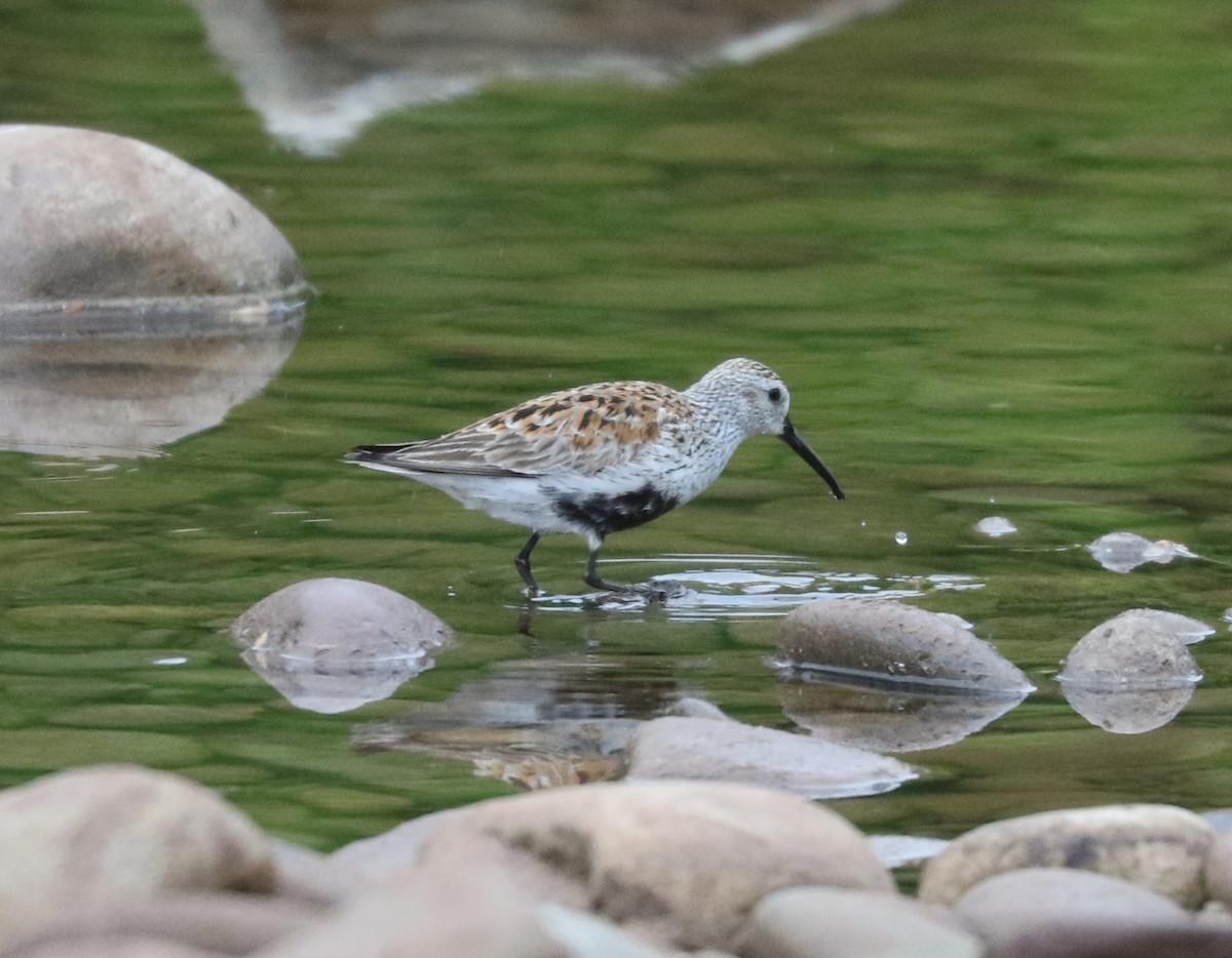 Bécasseau variable - ML618699960