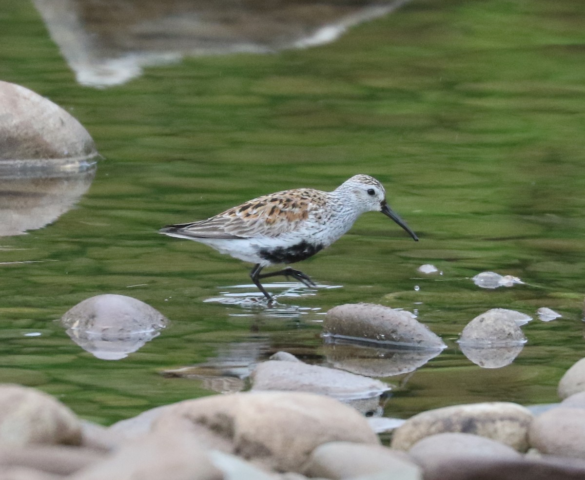 Dunlin - ML618699961