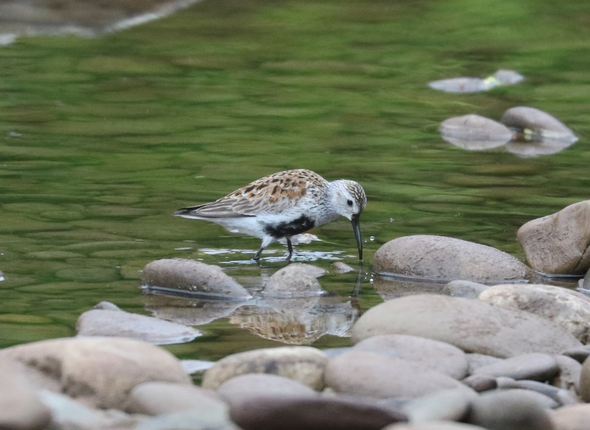 Dunlin - ML618699962