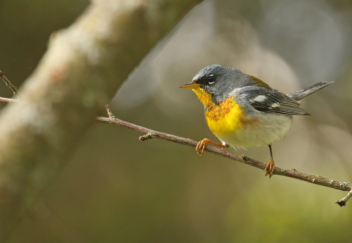 Northern Parula - ML618699967