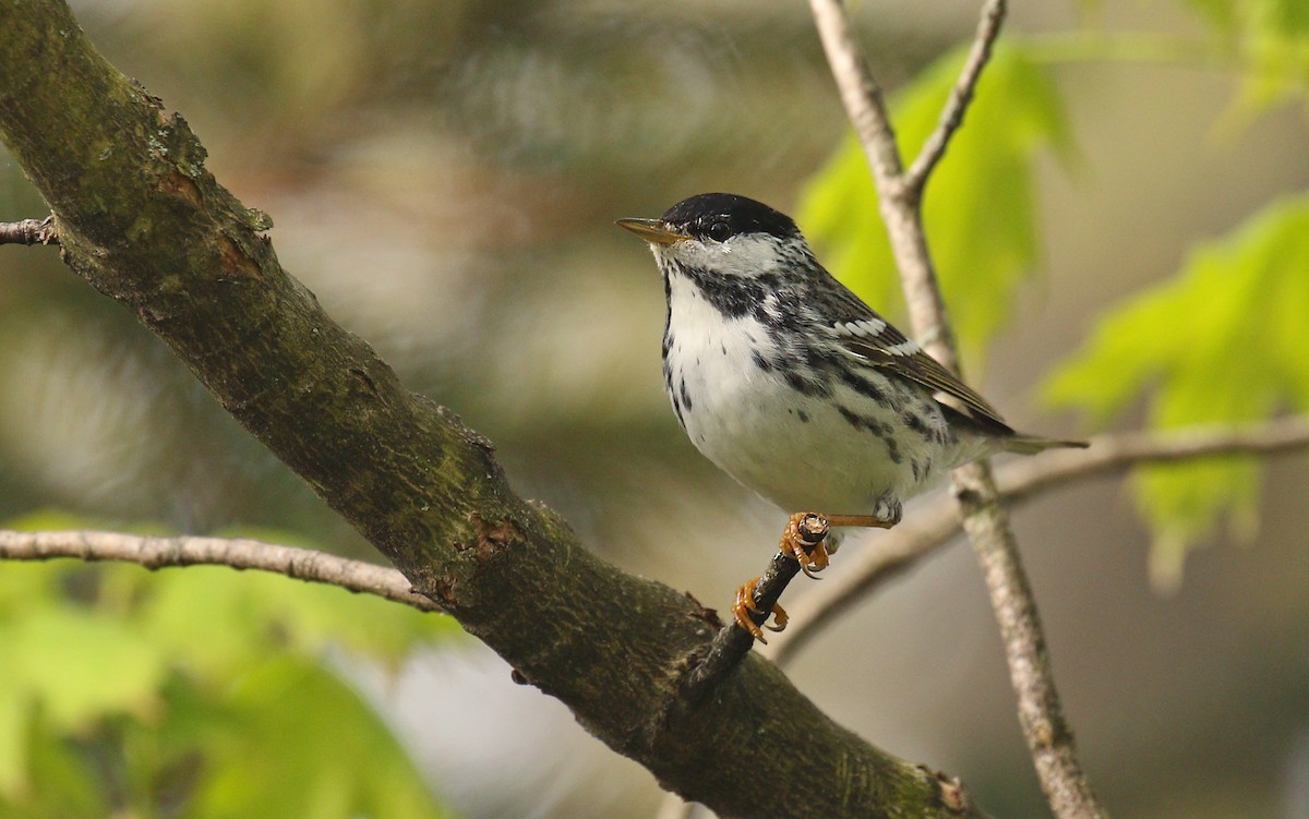 Blackpoll Warbler - ML618699974