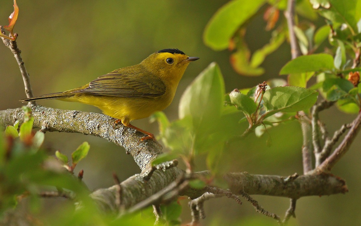 Wilson's Warbler - ML618699977