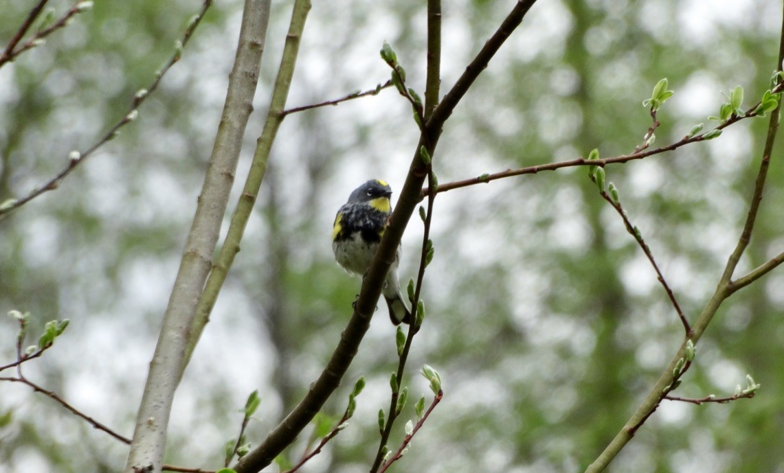 Yellow-rumped Warbler - ML618700007