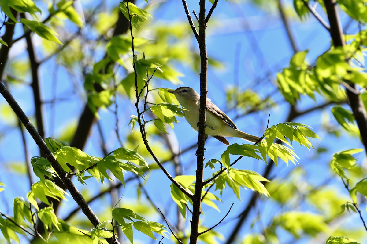 zelenáček švitořivý - ML618700017