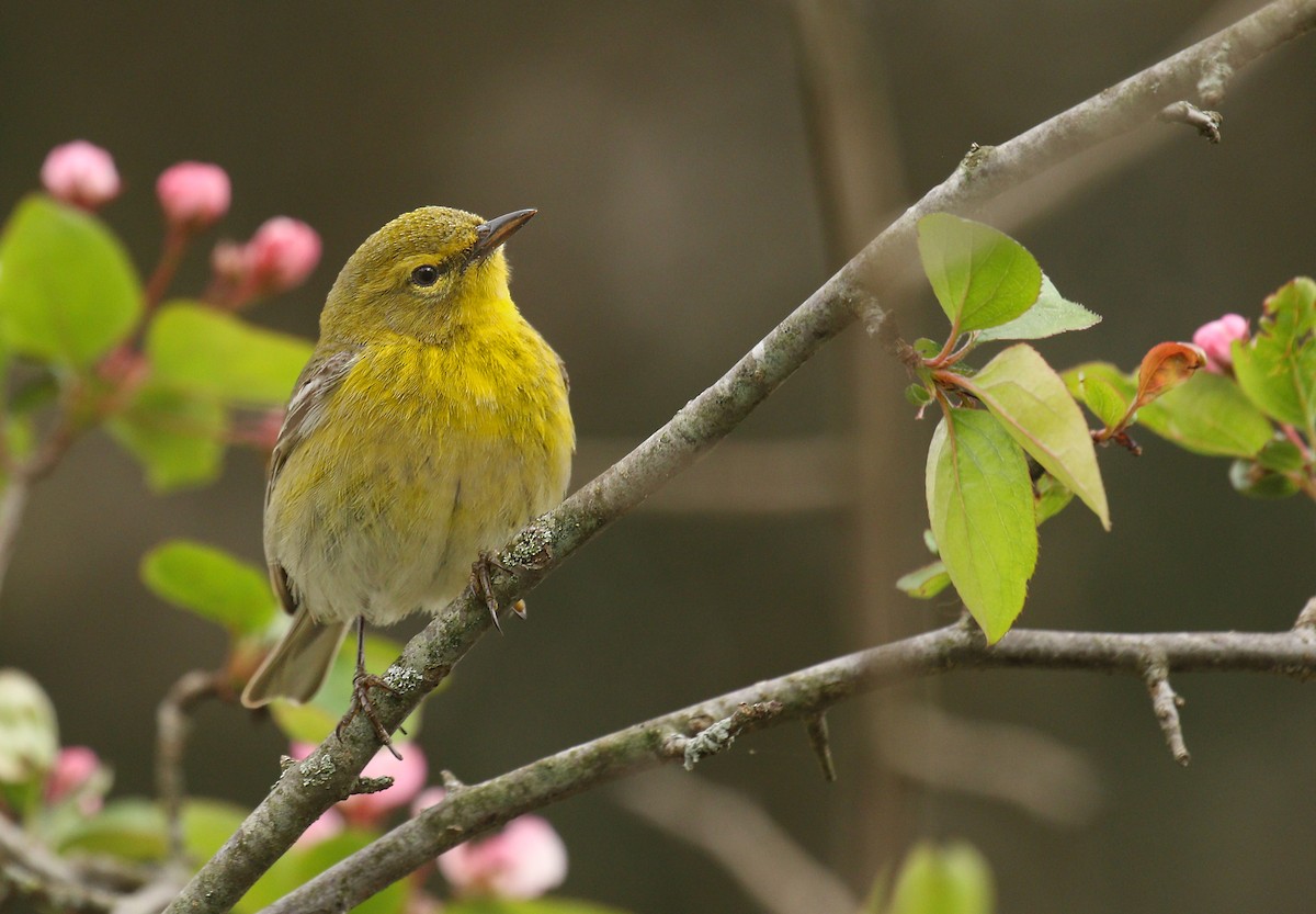 Pine Warbler - ML618700027