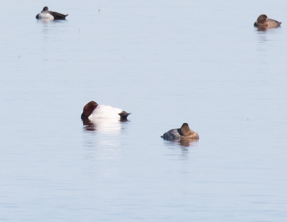 Canvasback - ML618700030