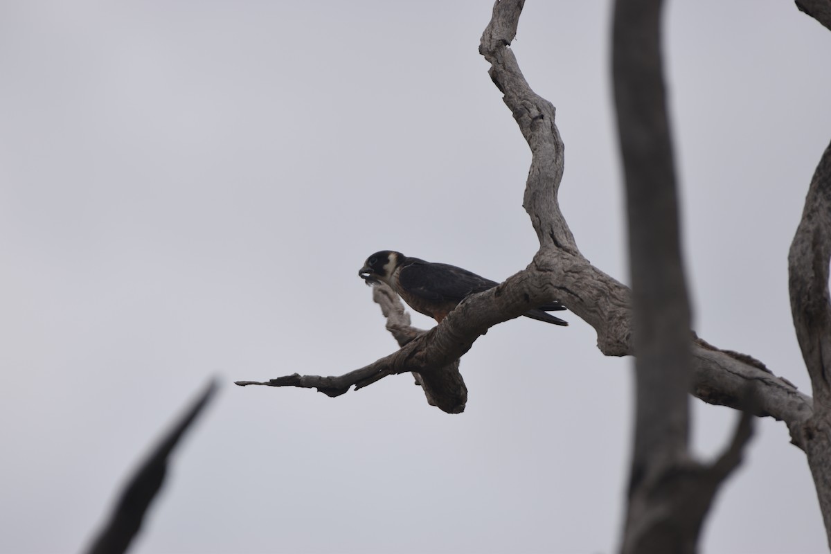 Australian Hobby - ML618700032