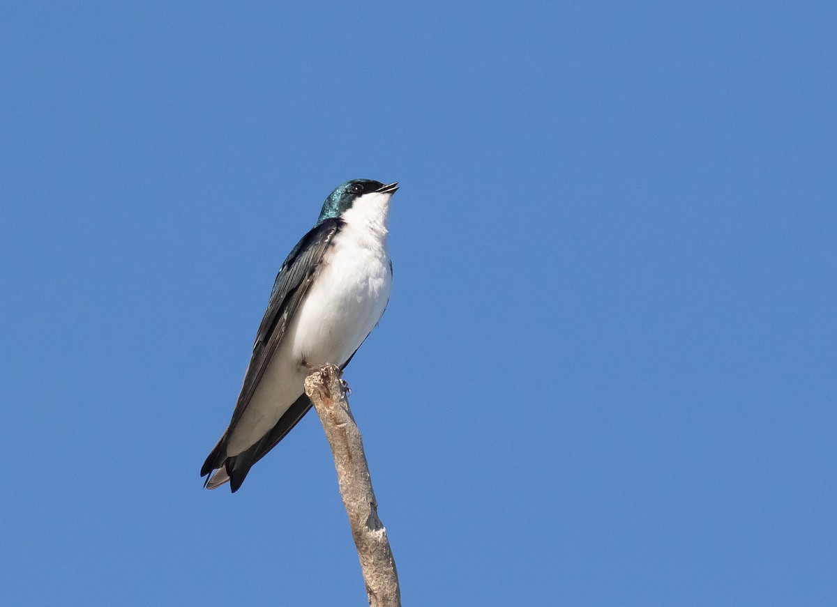 Golondrina Bicolor - ML618700034