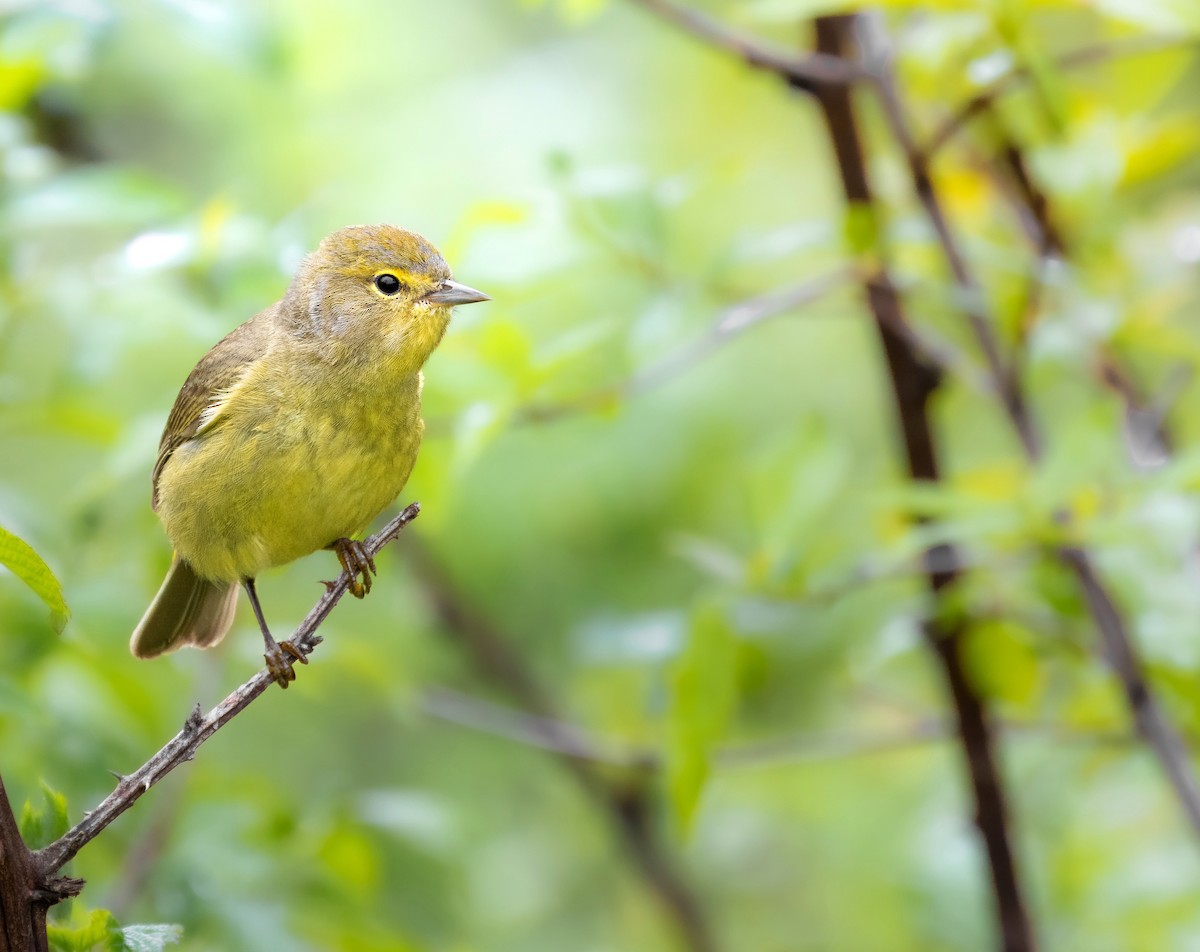 Orange-crowned Warbler - ML618700045