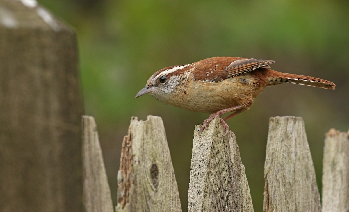 Carolina Wren - ML618700093