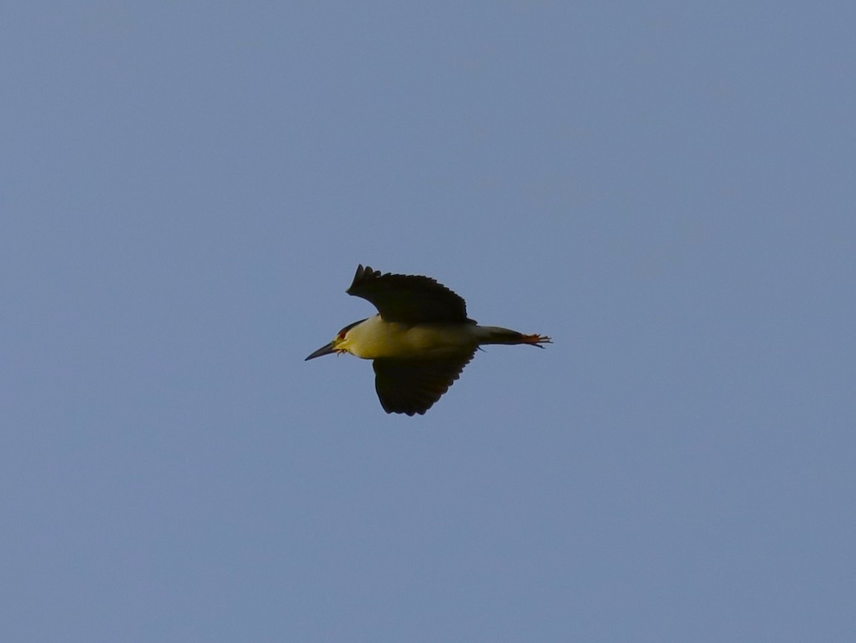 Black-crowned Night Heron - ML618700097