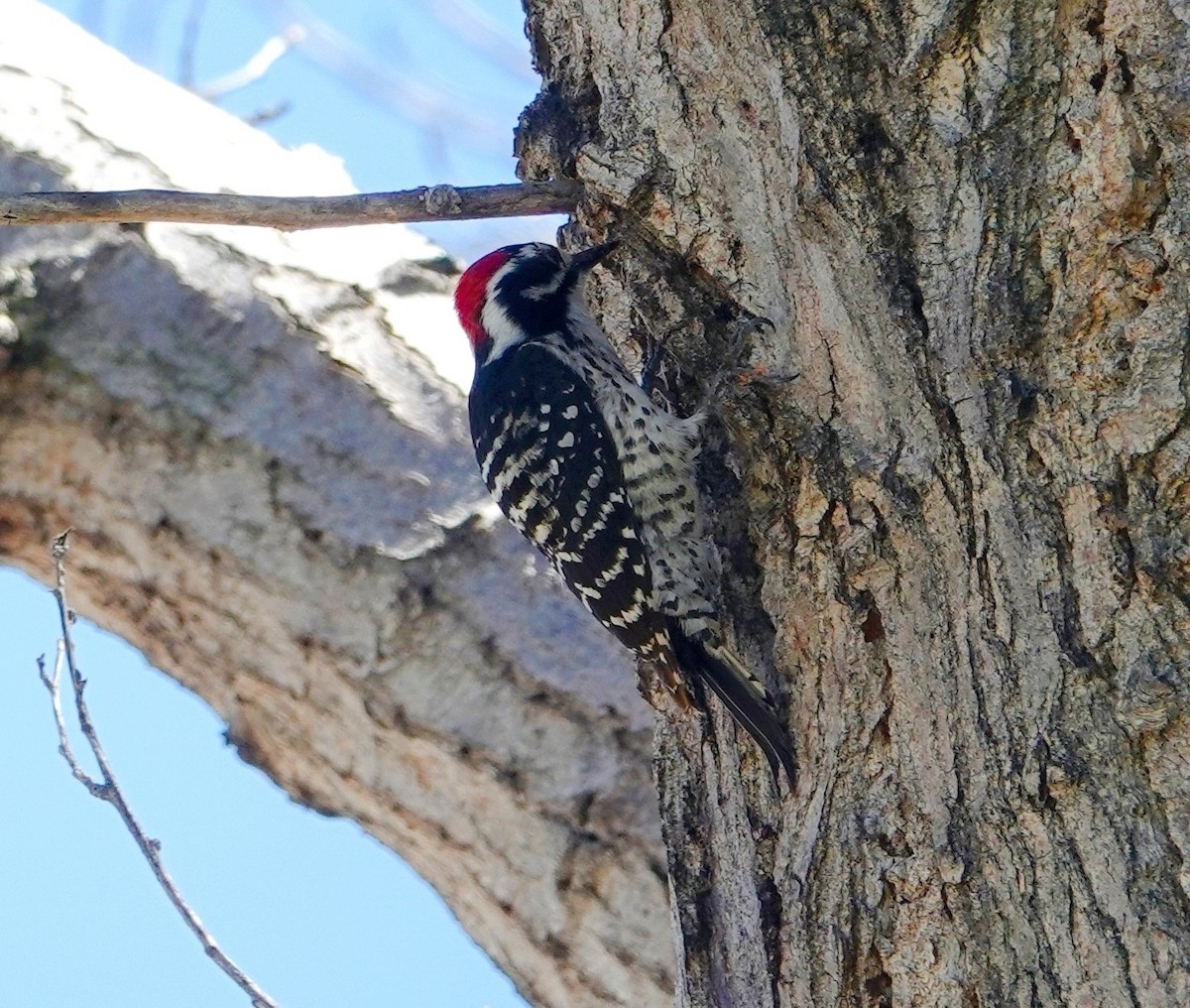 Nuttall's Woodpecker - TK Birder