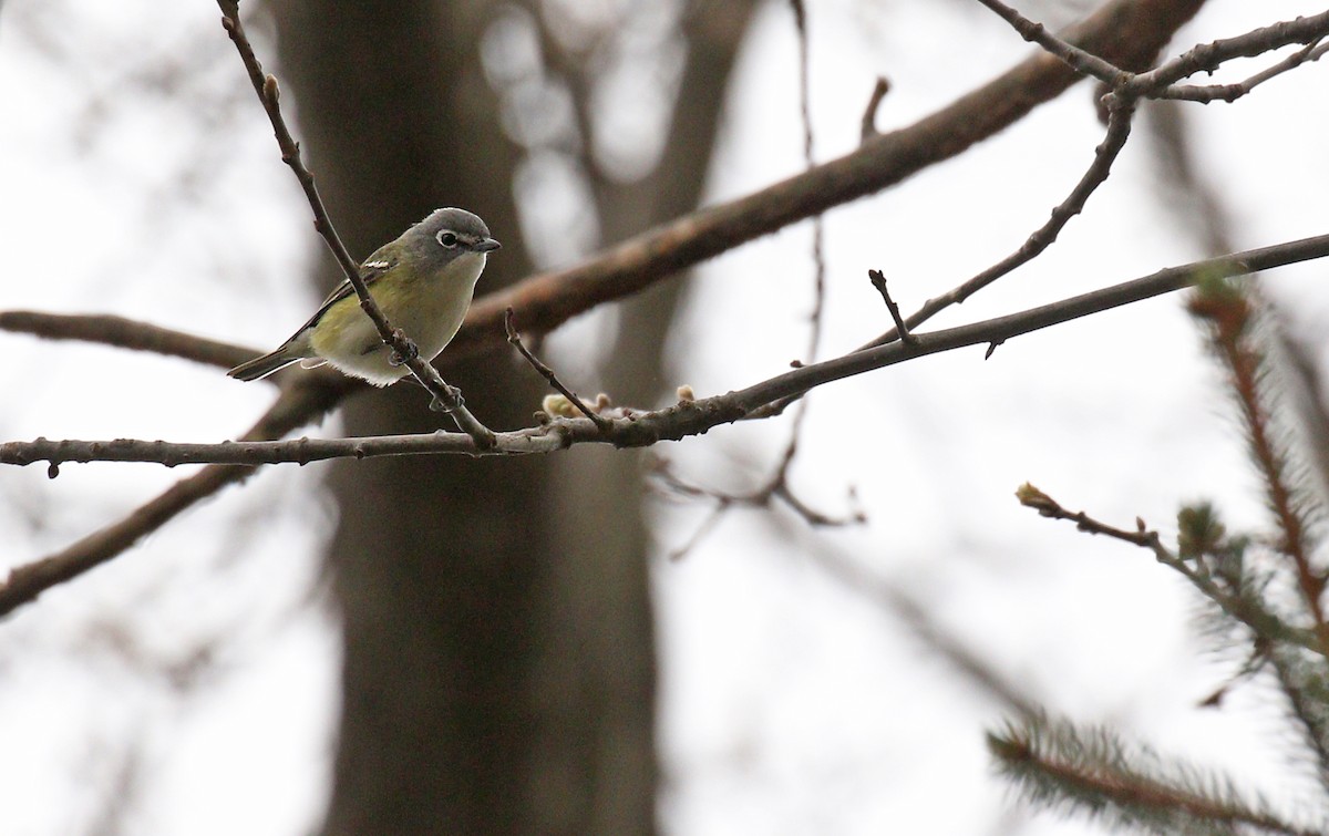 Blue-headed Vireo - ML618700109