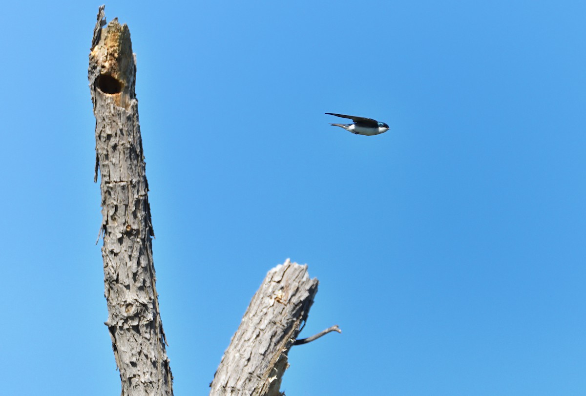 vlaštovka stromová - ML618700119