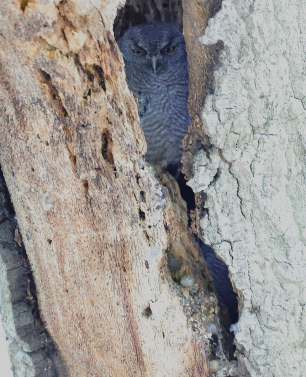 Western Screech-Owl - Drew Hatcher