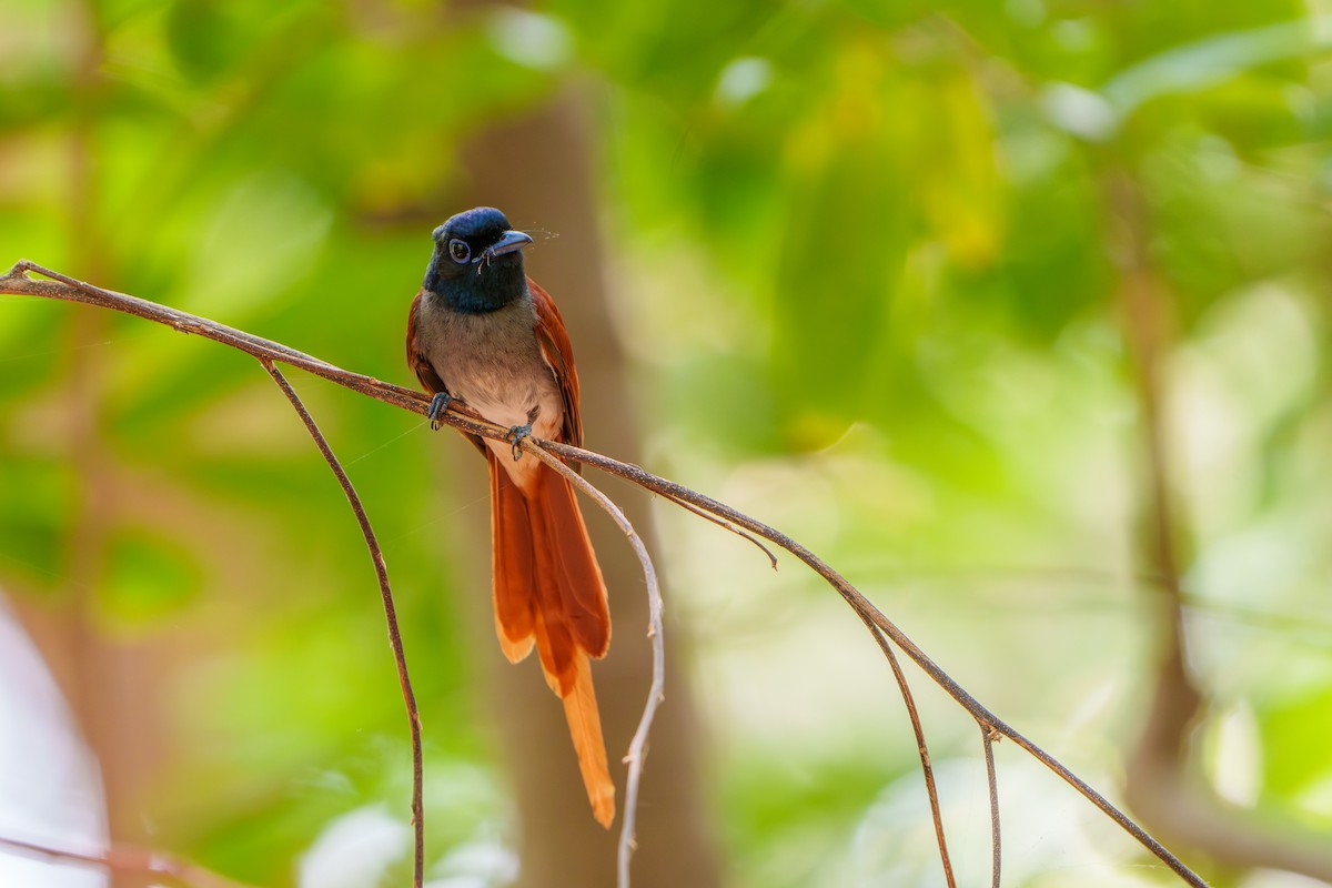 Amur Paradise-Flycatcher - ML618700147