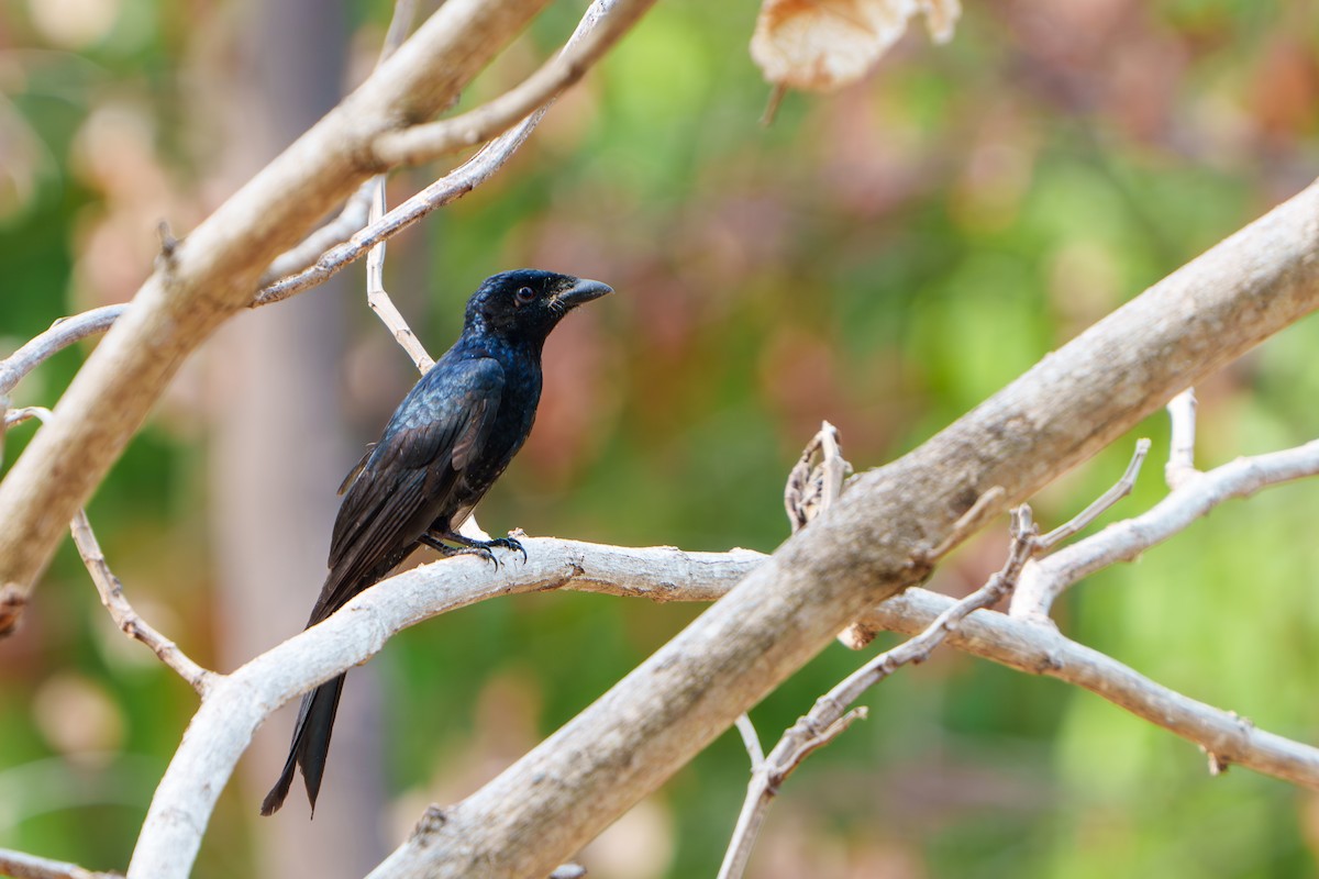 tykknebbdrongo - ML618700153